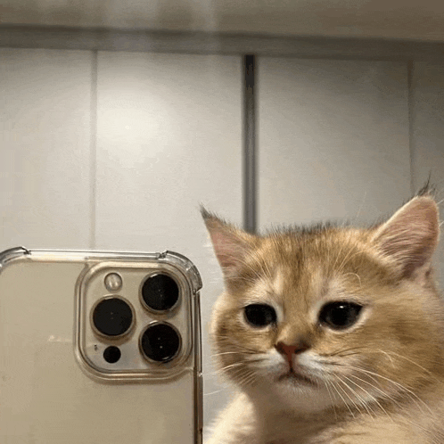 Selfie Cat