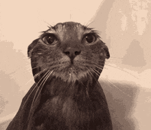FaceTime Cats